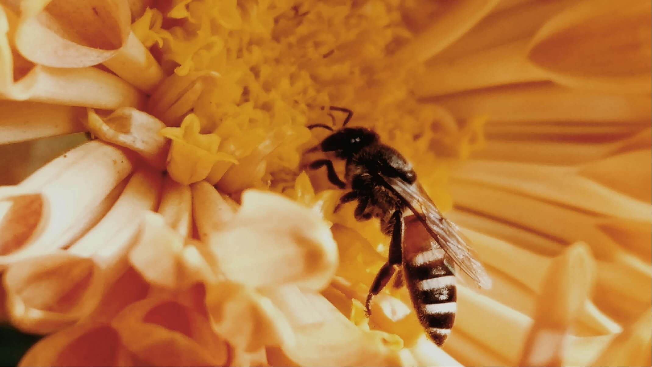 dynveo s engage pour la sauvegarde des abeilles