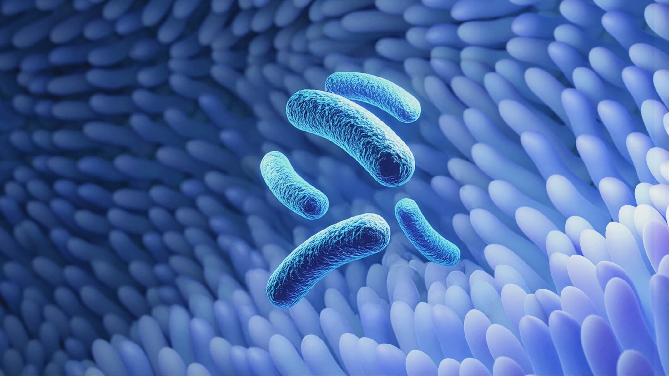 comment les probiotiques agissent sur la flore intestinale