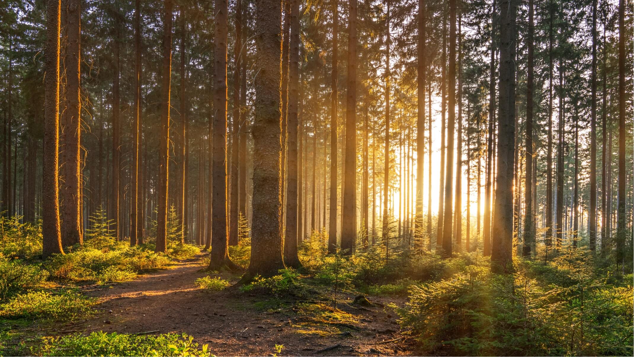 reforest action et dynveo sassocient