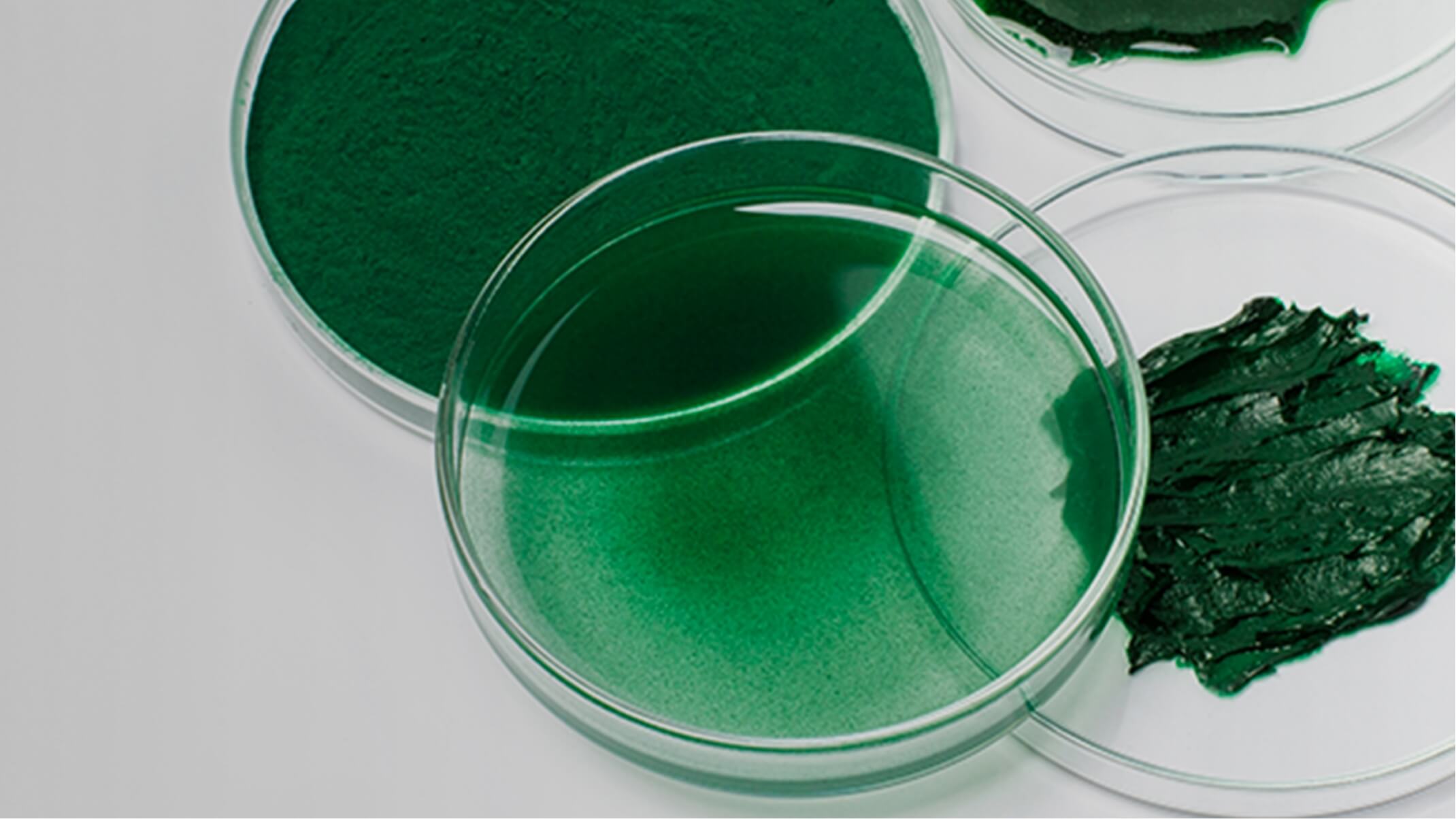 spiruline et fer