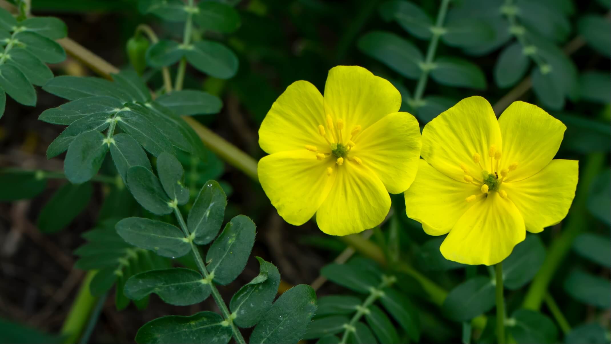 tribulus bienfaits et dangers selon les etudes scientifiques