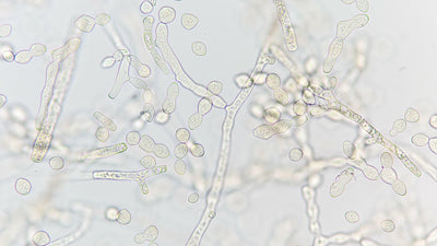 molécules