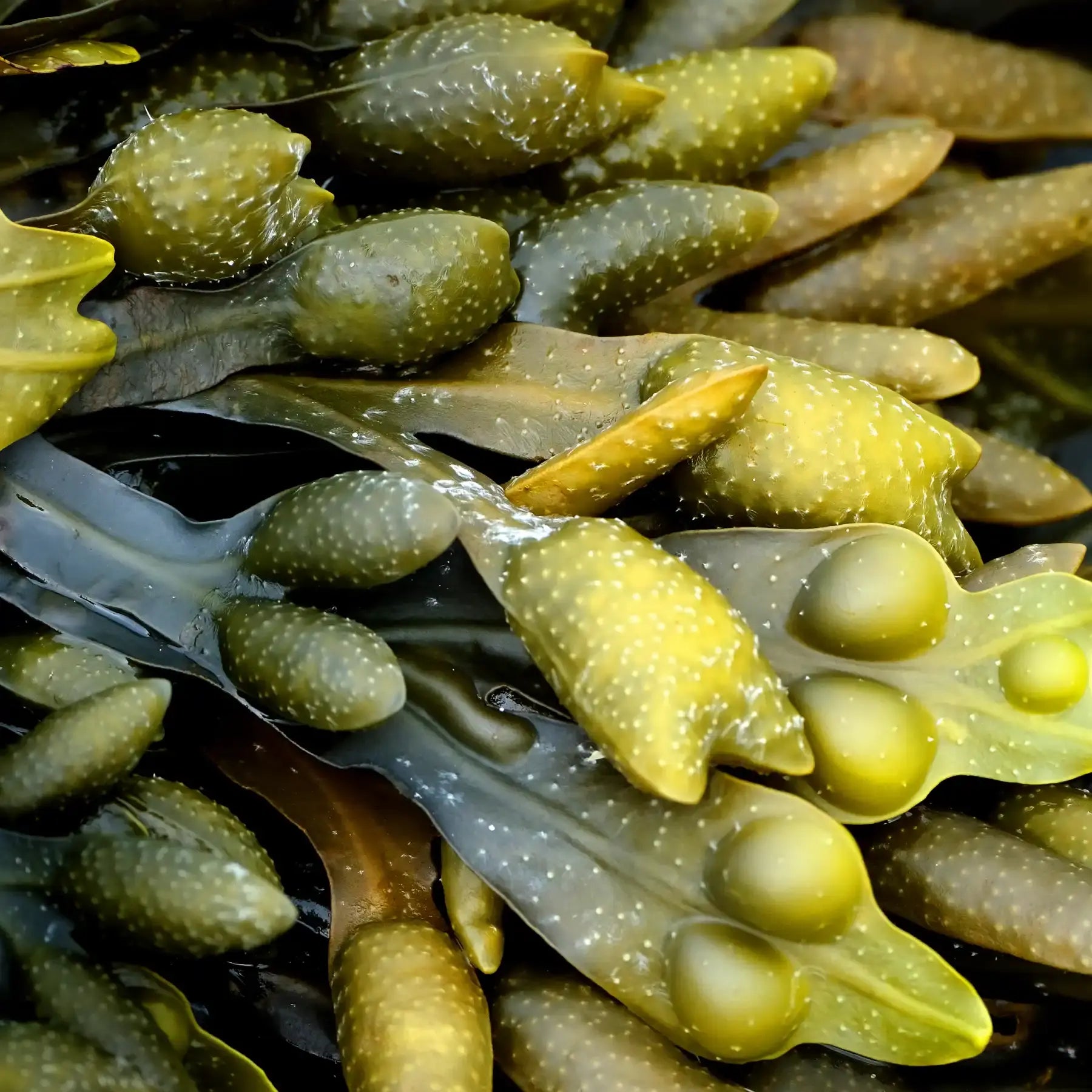 fucoidan image ingredient