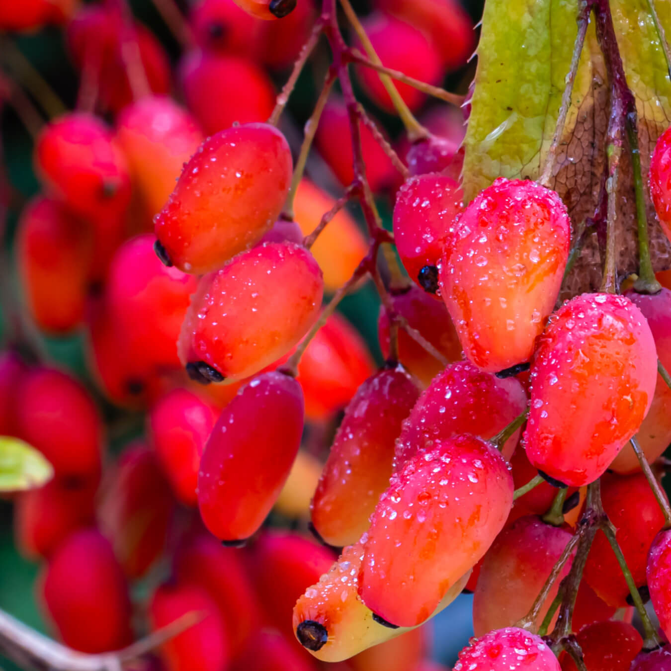 berberine image ingredient