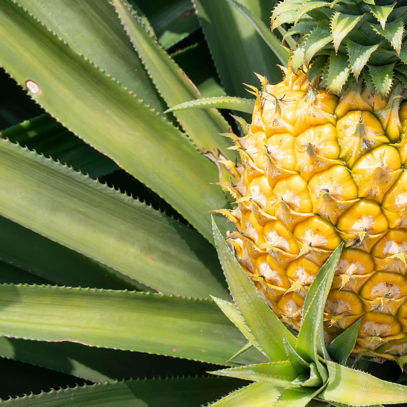 bromelaine image ingredient