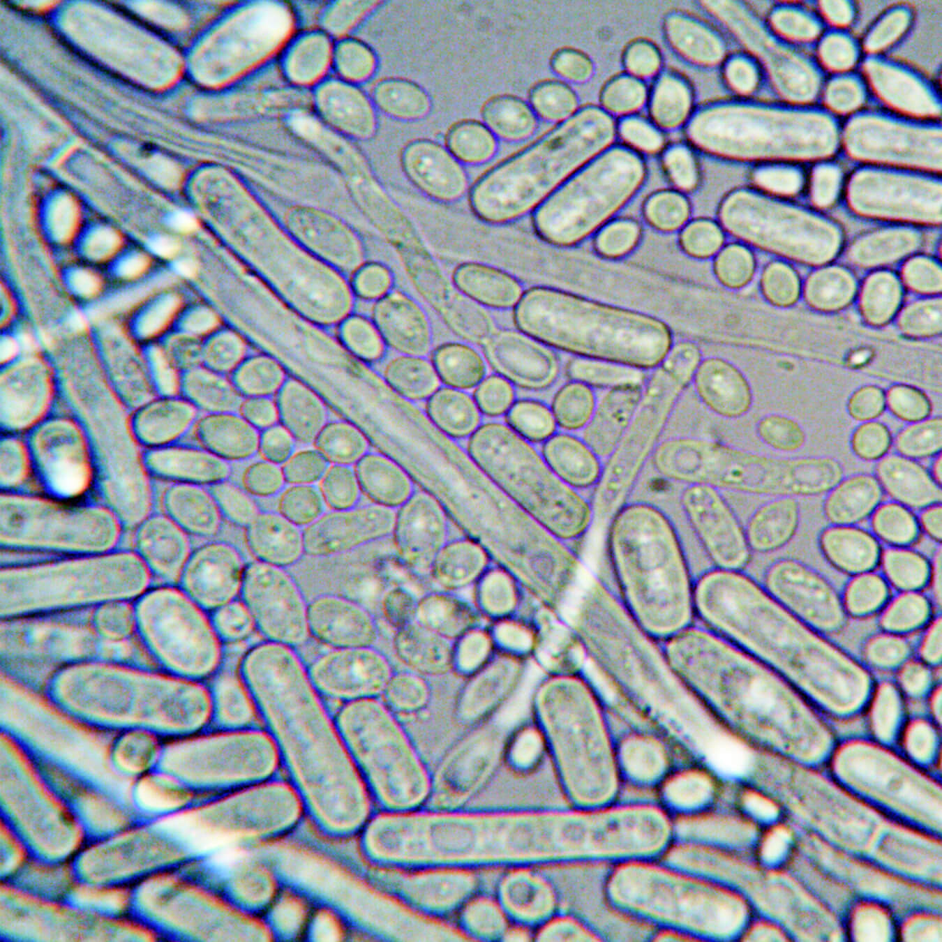 complexe probio 4 image ingredient