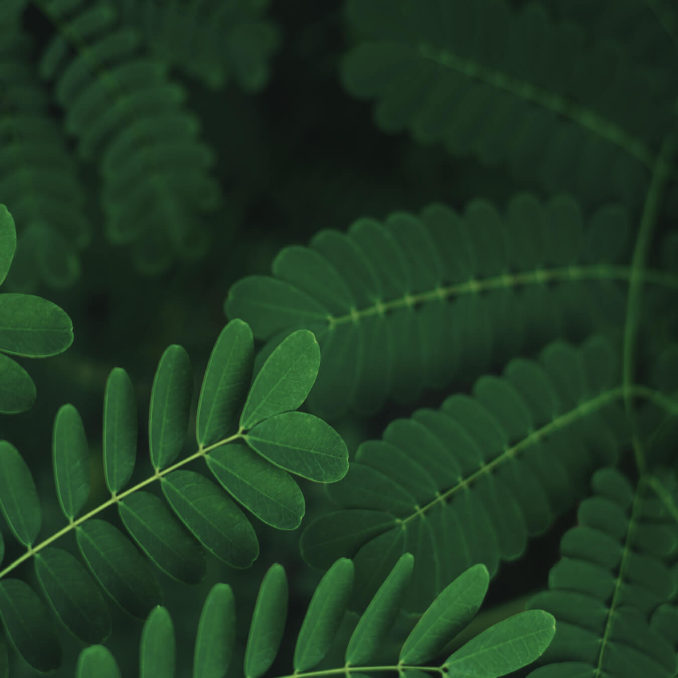 fibres acacia image ingredient