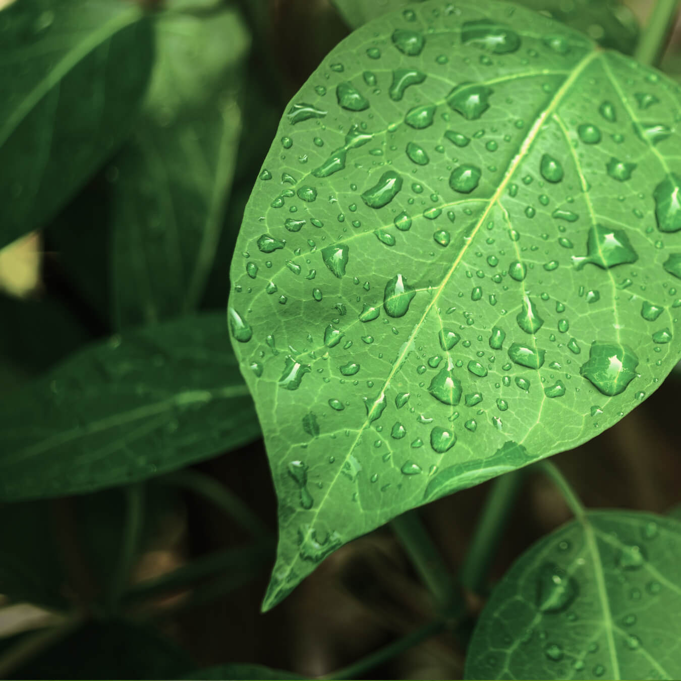 gymnema sylvestris image ingredient