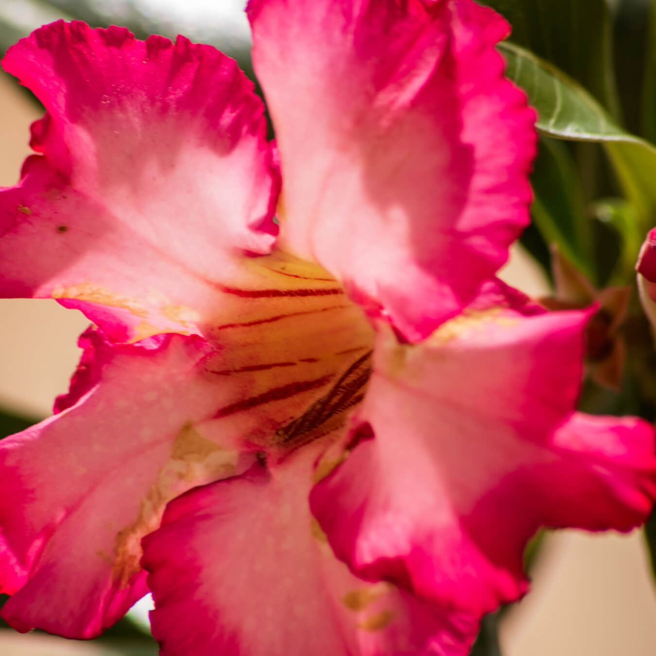 harpagophytum image ingredient