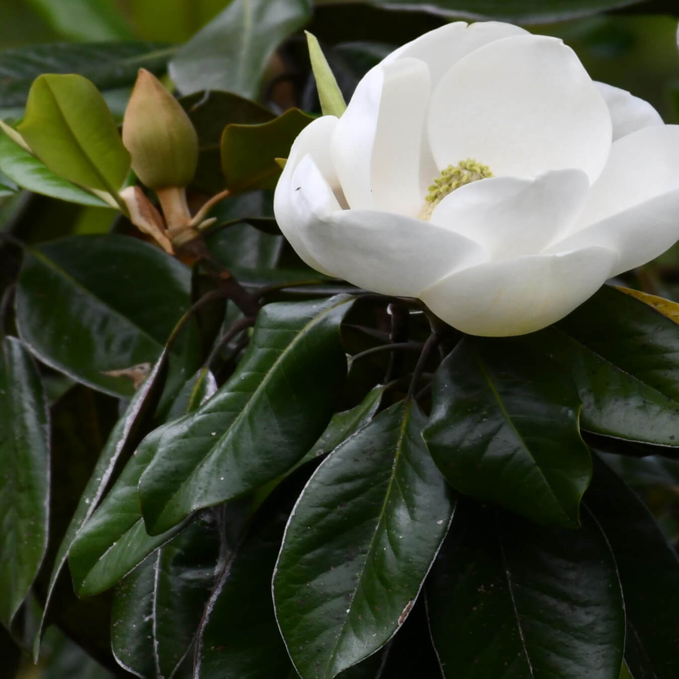 honokiol image ingredient