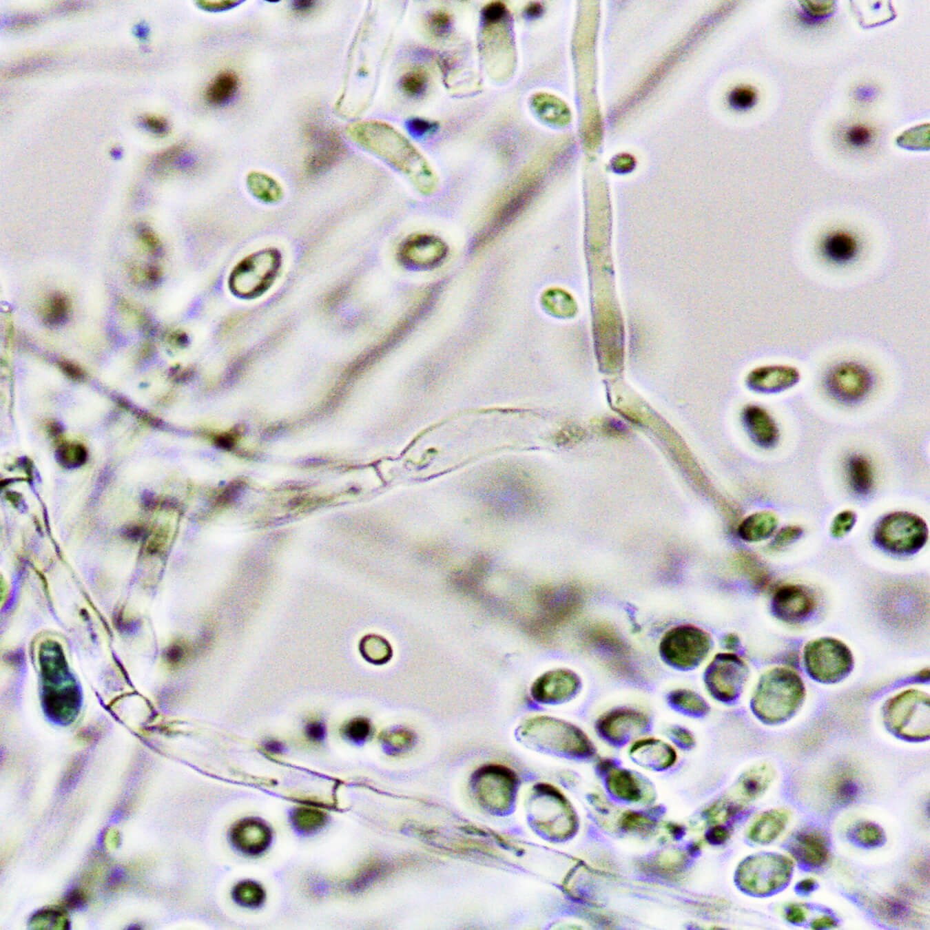 inositol image ingredient