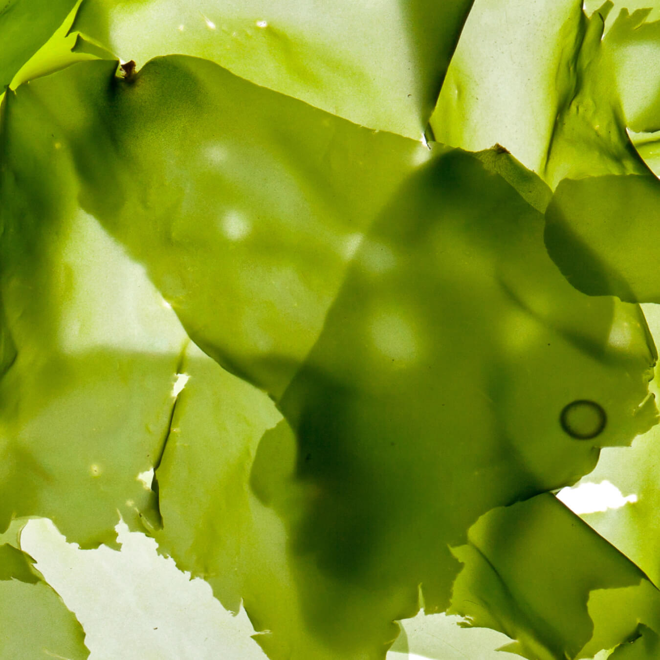 iode algue kelp image ingredient