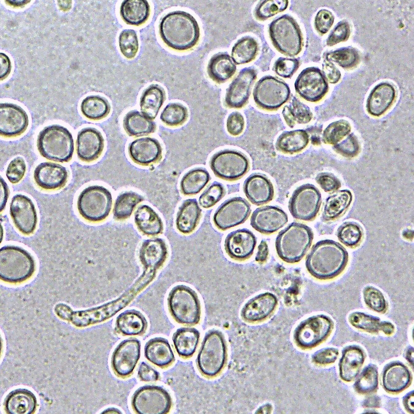 levure biere image ingredient