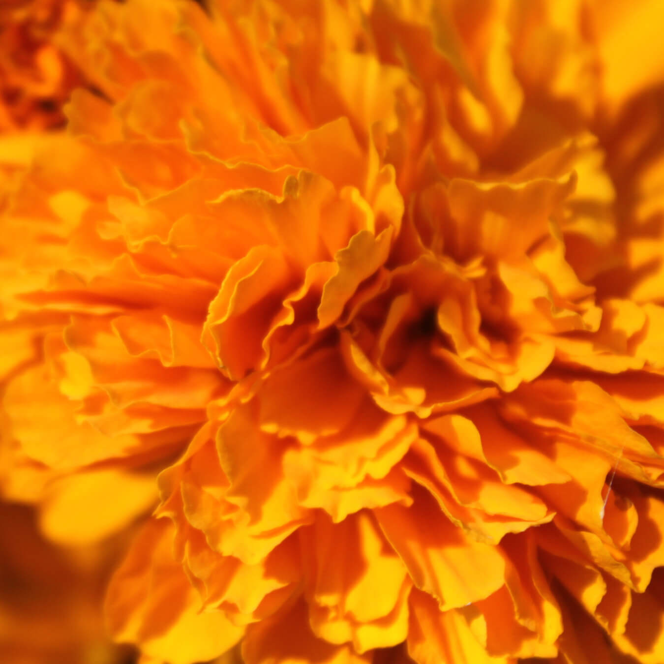 luteine zeaxanthine image ingredient