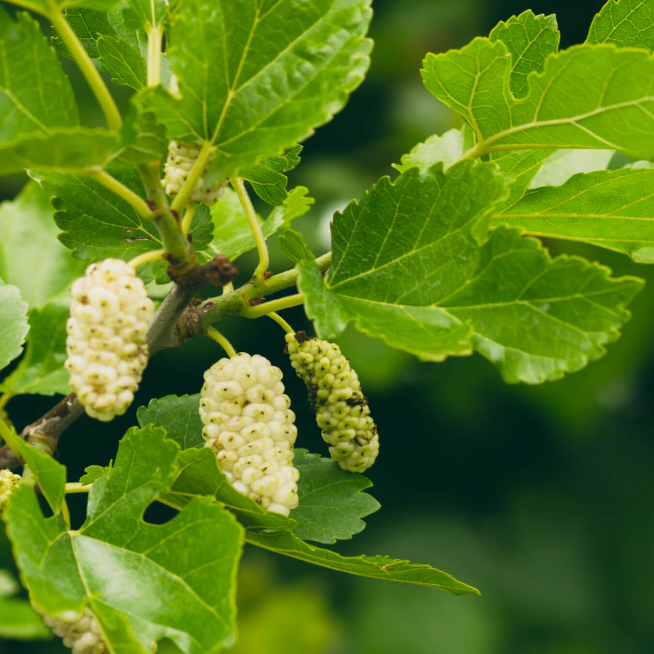 murier blanc image ingredient