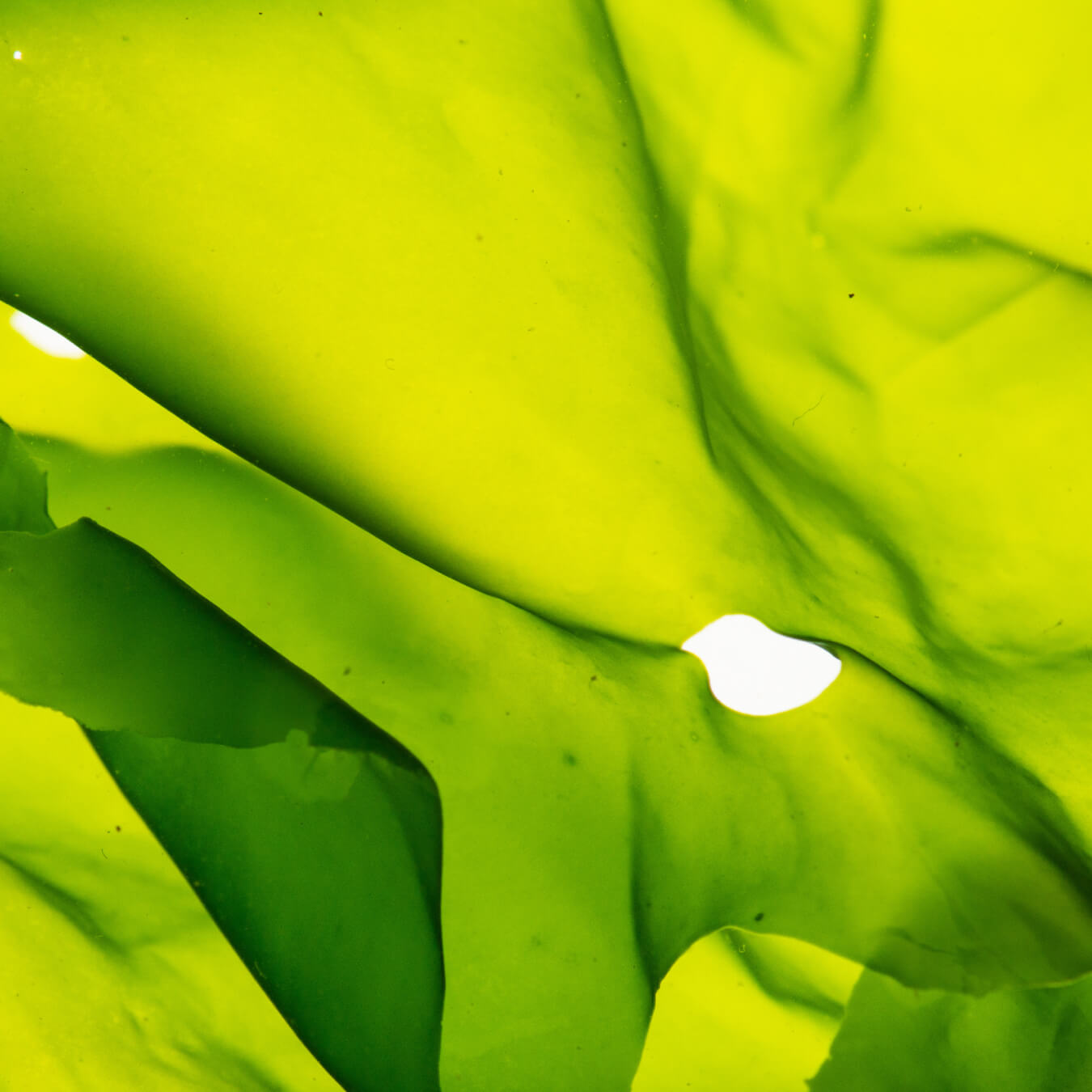 omega 3 vegetal image ingredient