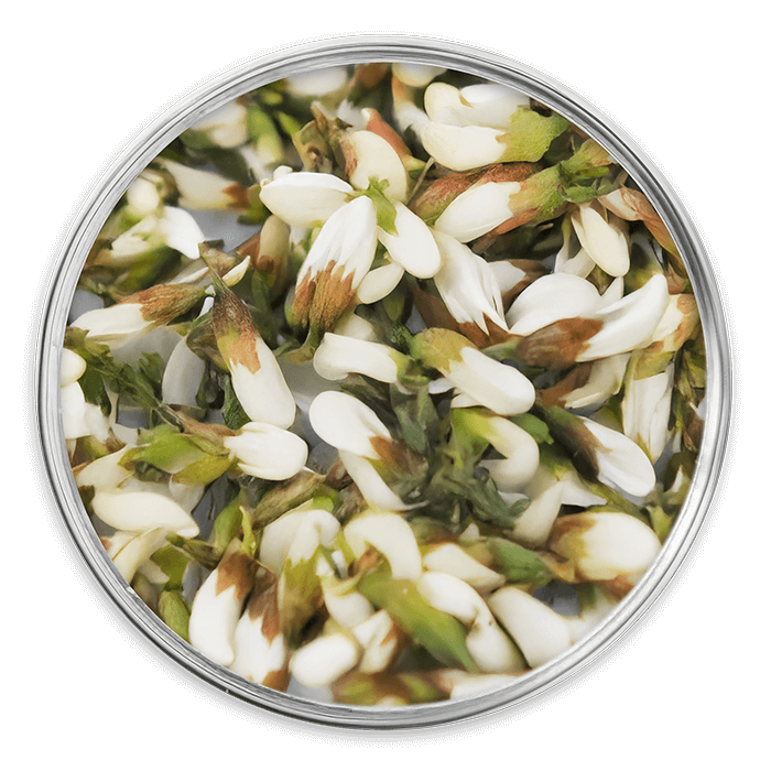 quercetine optimise image matiere