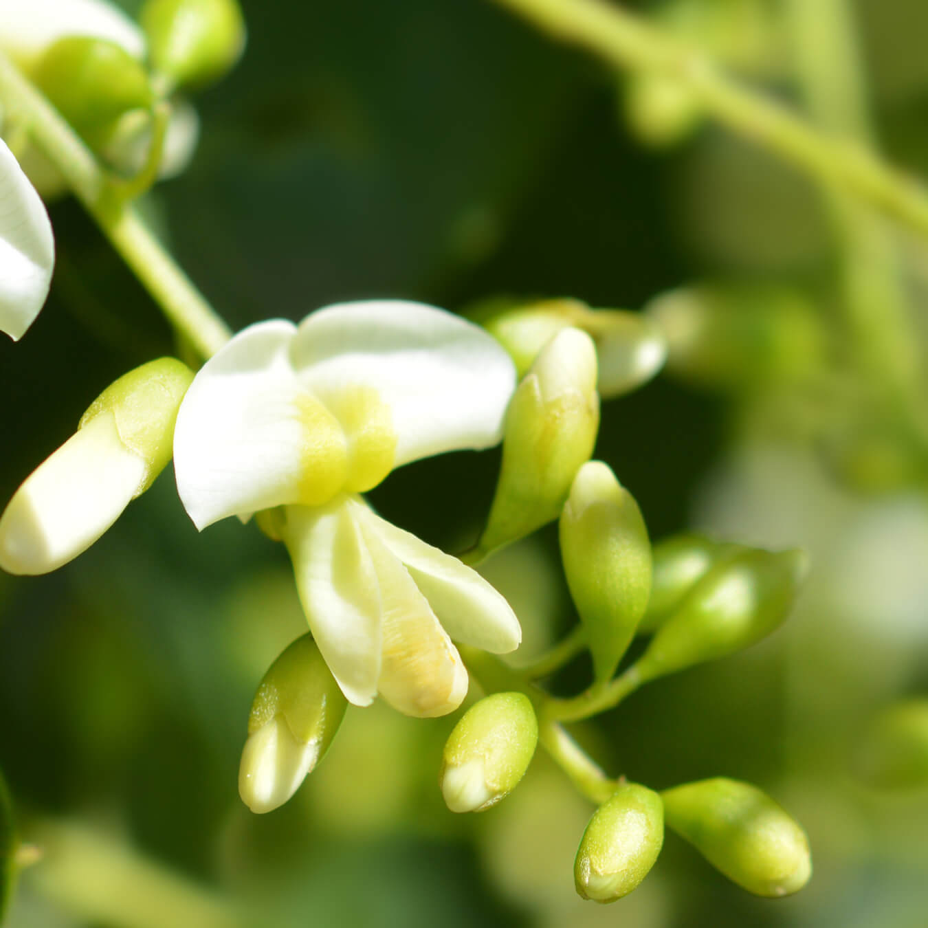 quercetine optimisee image ingredient