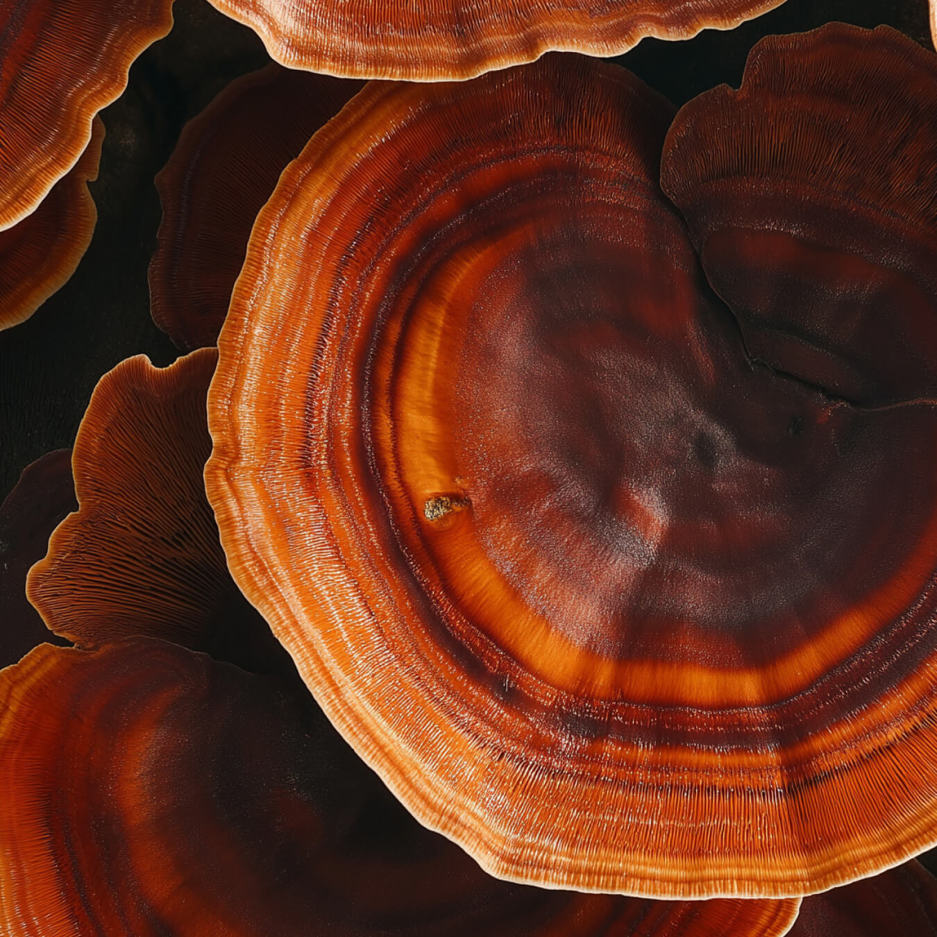 reishi image ingredient
