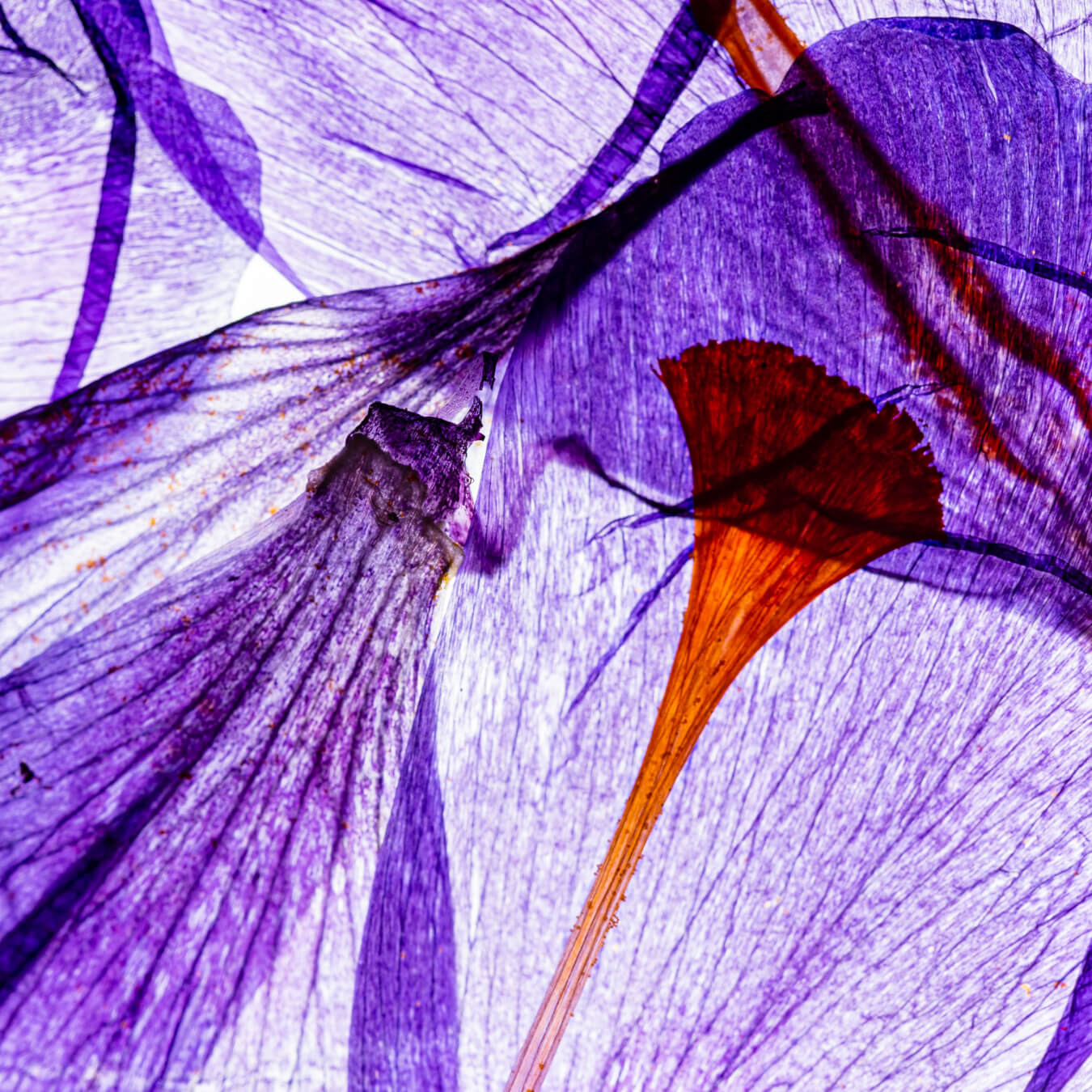 safran image ingredient