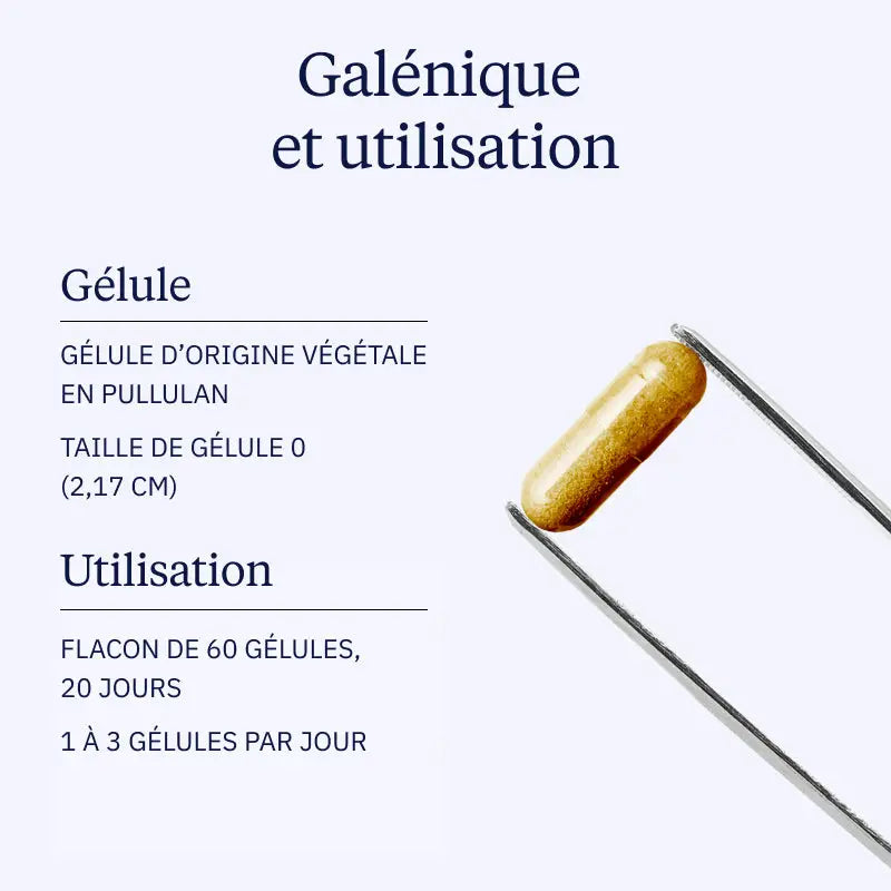 shiitake galenique