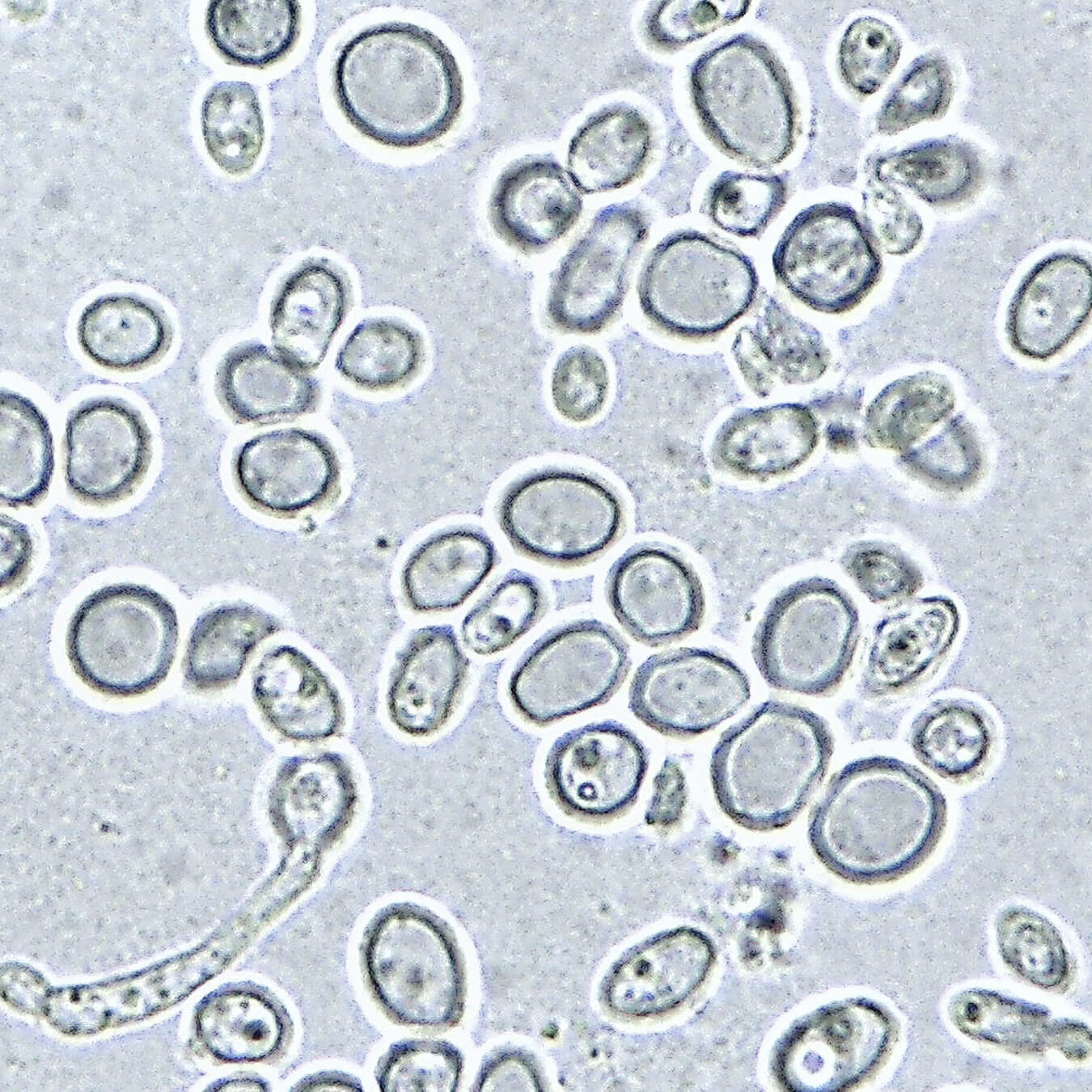 vitamine b12 image ingredient